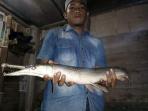 ikan-aligator-dari-aceh_20160515_214206.jpg