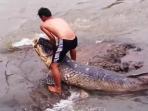 ikan-arapaima-gigas-ciliwung_20151130_153546.jpg