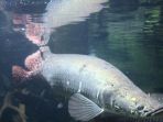ikan-arapaima-gigas_20180627_175622.jpg