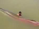 ikan-arapaima_20151130_052058.jpg