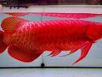 ikan-arwana-jenis-super-red.jpg