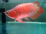 ikan-arwana-meraaah_20141205_201239.jpg