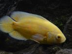 ikan-batik-oscar_20181002_110853.jpg