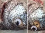 ikan-bermata-palsu_20180910_183356.jpg
