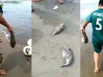 Ikan Buntal, Ikan Beracun yang Bisa Mematikan Manusia