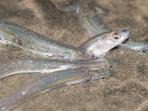 ikan-california-grunion-nih2_20160902_210728.jpg