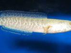 ikan-channa-2.jpg