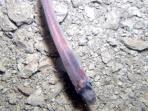 ikan-ditemukan-di-bawah-lapisan-es-antartika-setebal-740-meter_20150125_164054.jpg