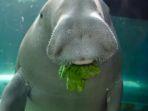 ikan-duyung-dugong-1.jpg