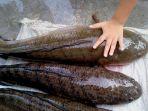 ikan-gabus2.jpg