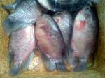 ikan-gurame-ikan-kolam.jpg
