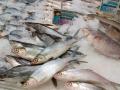 ikan-ikan-bolu-bandeng.jpg