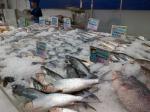 ikan-ikan-lokal.jpg