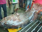 ikan-kerapu-raksasa-sinar-harapan-malaysia.jpg