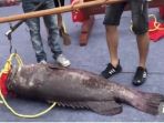 ikan-kerapu-raksasa_20180820_135106.jpg
