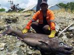 ikan-kerapu-raksasa_2_20161020_083651.jpg