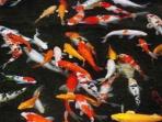 ikan-koi-hias_20150326_211635.jpg