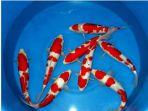 ikan-koi-kohaku.jpg