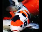 ikan-koi-mirip-sutan.jpg