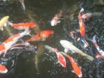 ikan-koi2.jpg
