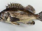 ikan-kurosoi-atau-black-rockfish.jpg