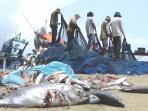 ikan-laut_20160420_151436.jpg