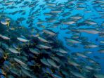 ikan-laut_20180127_134427.jpg