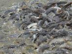 ikan-lele-yaa-lele.jpg