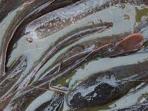 ikan-lele1_20150830_110401.jpg