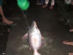 ikan-mabuk-di-muba1.jpg