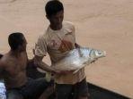 ikan-mabuk1.jpg