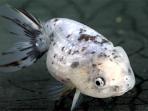 ikan-mas-mutiara-dari-indonesia-yang-disebut-pearl-ed-nishiki_20150318_141956.jpg