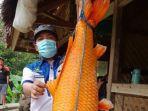 ikan-mas-raksassa1.jpg