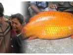 ikan-mas_20180620_204338.jpg
