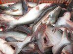 ikan-masih-segar-banget.jpg