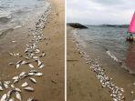 ikan-mati-massal-di-pantai-pasir-ris-singapura.jpg