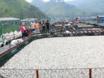 ikan-mati_20160506_191216.jpg