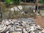ikan-mati_20170223_172638.jpg