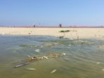 ikan-mati_20180831_092618.jpg