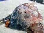 ikan-mirip-alien-hasil-tangkapan-nelayan-di-sydney-ini-buat-kontroversi-di-media-sosial.jpg