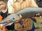 ikan-moncong-buaya_20161212_165254.jpg
