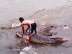 ikan-monster-di-bogor_20151129_121710.jpg