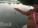 ikan-mujair-mati_20171118_144822.jpg