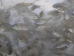 ikan-nilem-dan-ikan-tawes.jpg