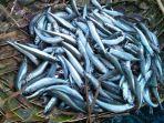 ikan-ole-hasil-tangkapan-nelayan.jpg