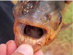 ikan-pacu-yang-bergigi-mirip-gigi-manusia-hasil-tangkapan-seorang-bocah.jpg