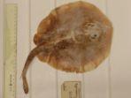 ikan-pari-jawa-6758.jpg
