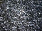 ikan-patin-cisilad.jpg