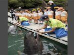 ikan-paus-gosok-gigi-di-wakayama-jepang-nih3.jpg