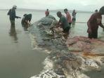 ikan-paus-penuh-sampah.jpg